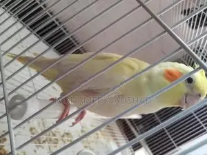 Cocktail Bird With Cage
