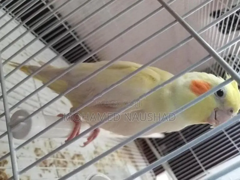 Cocktail Bird With Cage