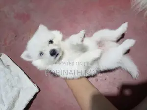 Pomeranian Dog