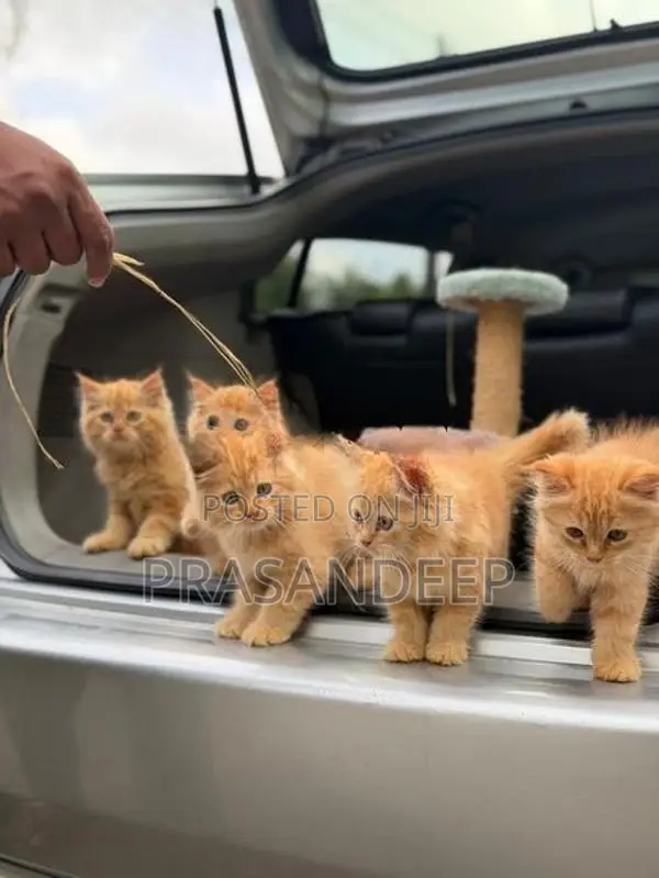 Persian Cat