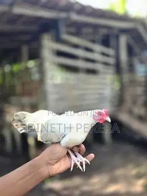 Japanese Bantam Chicken