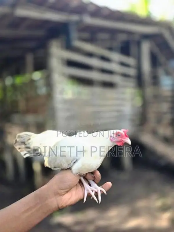 Japanese Bantam Chicken