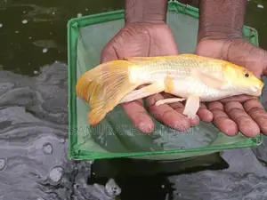 Koi Carp Fish