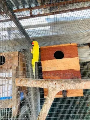Ringnack Bird