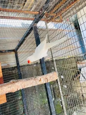 Ringnack Bird