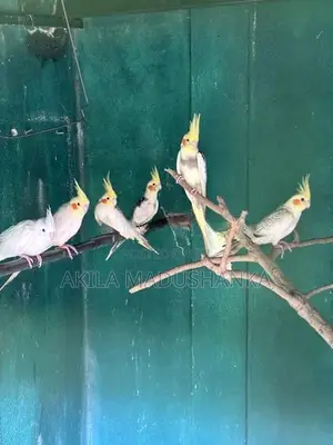 Cockatiel Birds