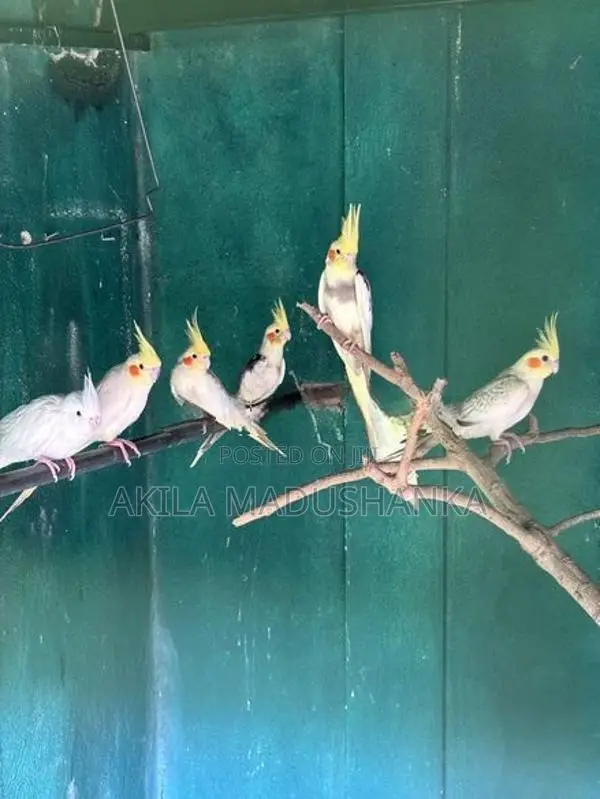 Cockatiel Birds