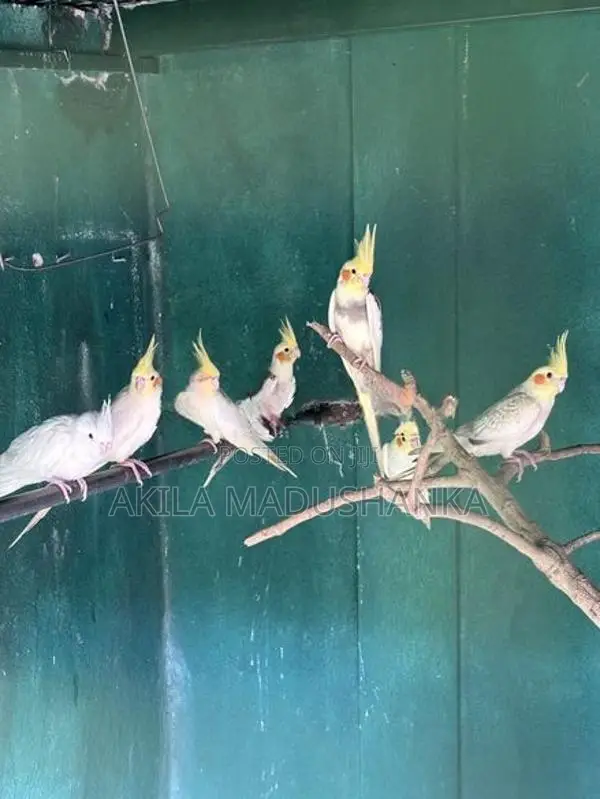Cockatiel Birds