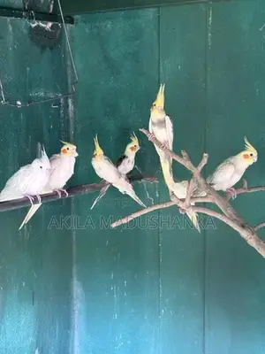 Cockatiel Birds
