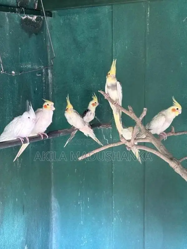 Cockatiel Birds