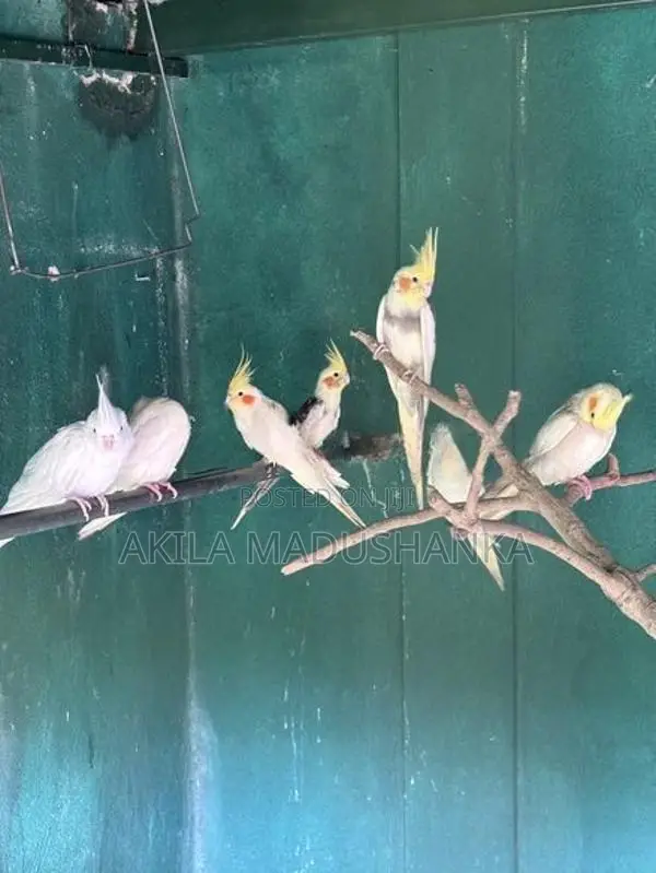 Cockatiel Birds