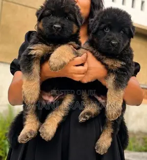 German Shepherd Puppies