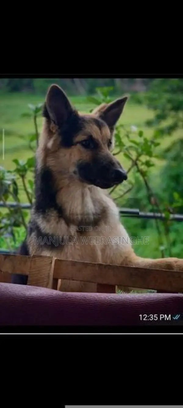 German Shepherd Dog