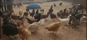 Gam Kukulan