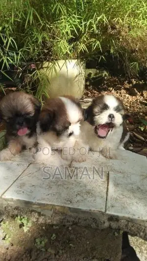 Shih Tzu Puppy