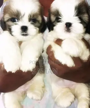 Shih Tzu Puppy