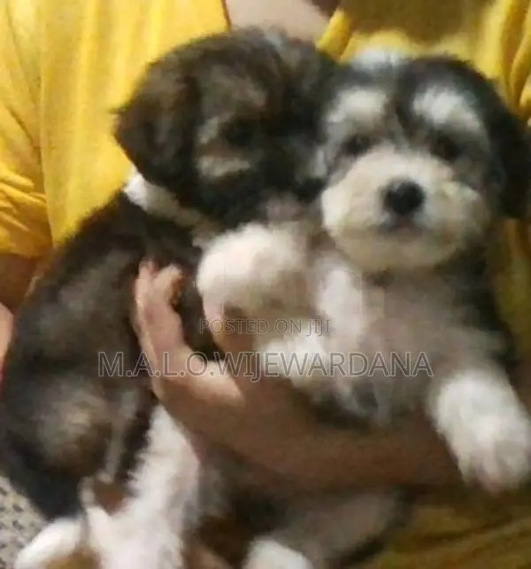 Shih Tzu Puppies