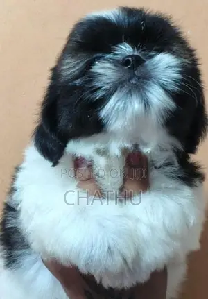 Shihitzhu Puppies