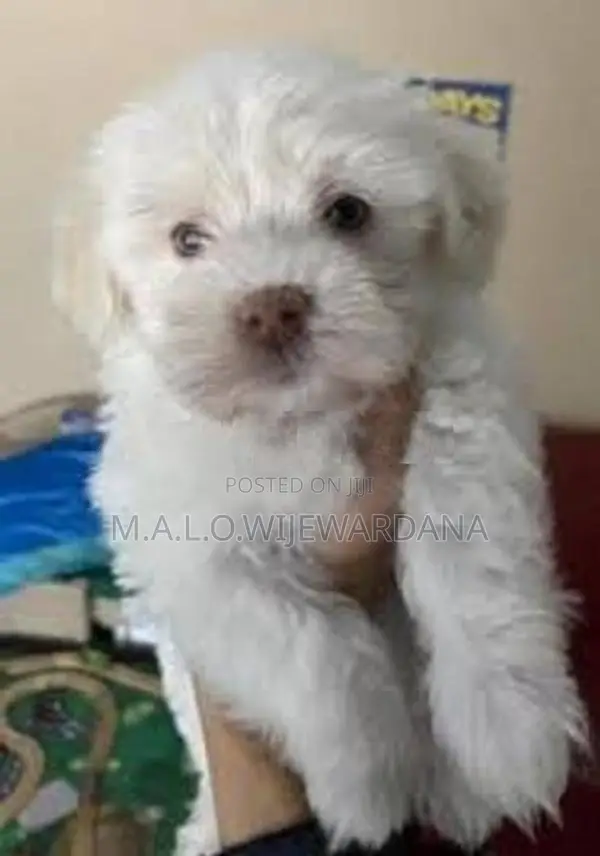 Shih Tzu Puppies