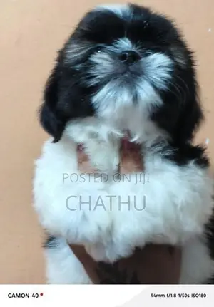 Shihitzhu Puppies