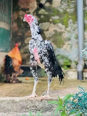 Shamo Rooster