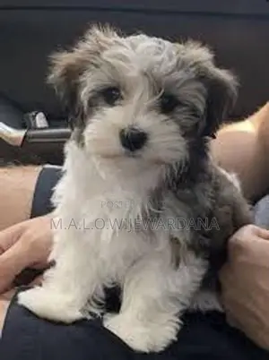 Shih Tzu Puppies