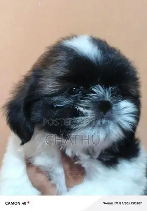 Shihitzhu Puppies
