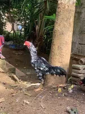 Shamo Rooster