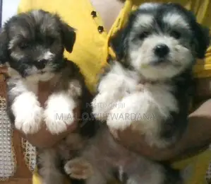 Shih Tzu Puppies