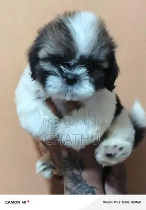 Shihitzhu Puppies
