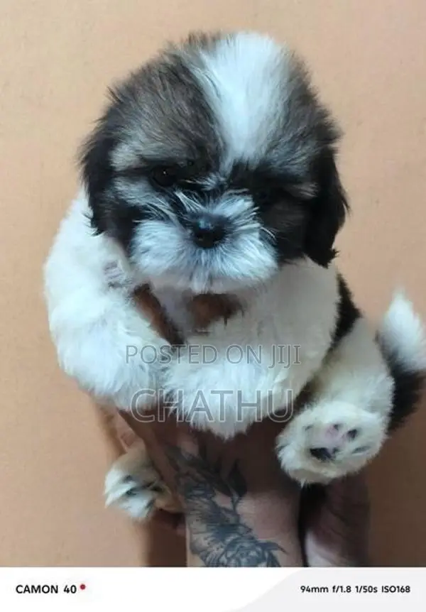 Shihitzhu Puppies