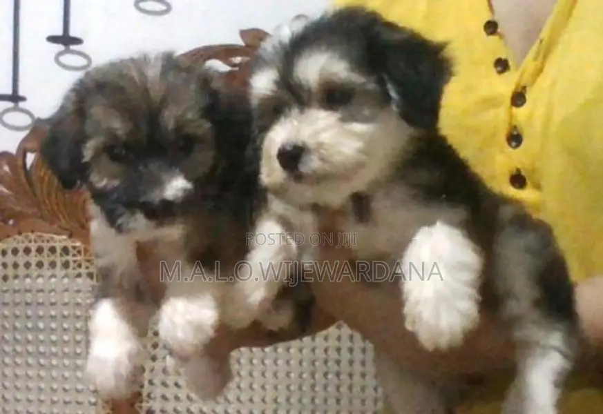 Shih Tzu Puppies