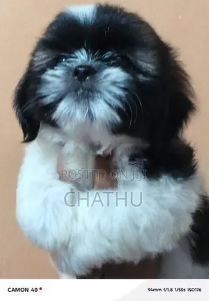 Shihitzhu Puppies