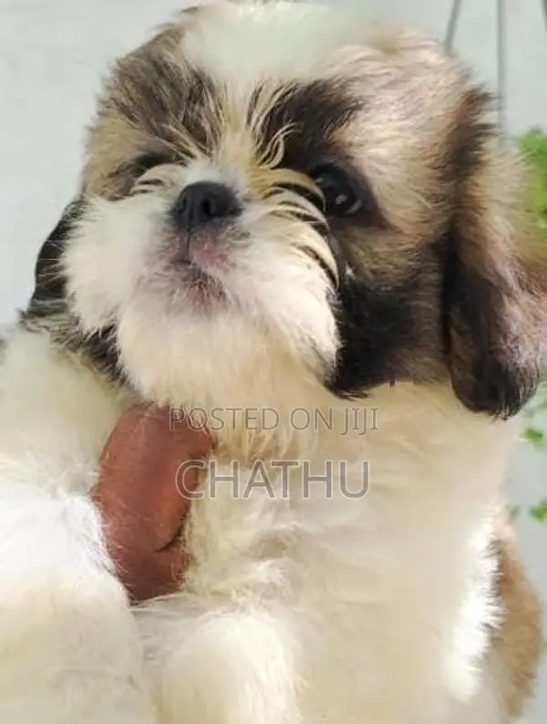 Shih Tzu Puppies