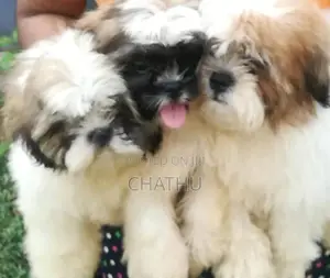 Shih Tzu Puppies