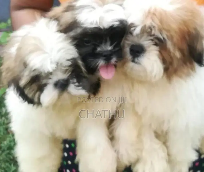 Shih Tzu Puppies