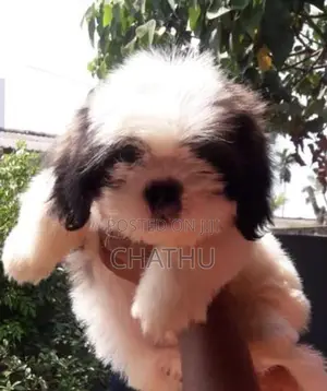 Shih Tzu Puppies