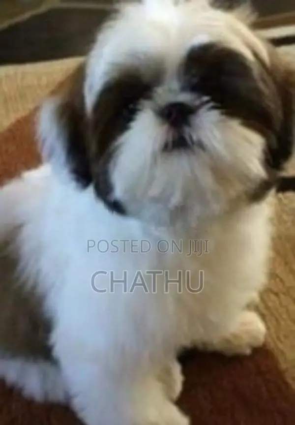 Shih Tzu Puppies