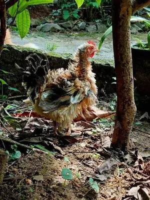 Farm Chicken
