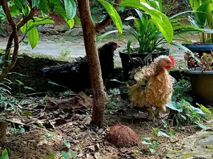 Farm Chicken