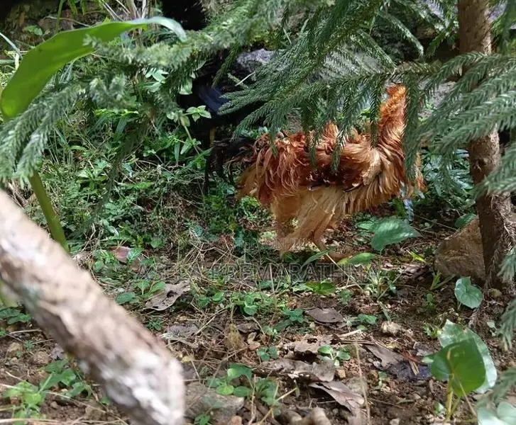 Farm Chicken