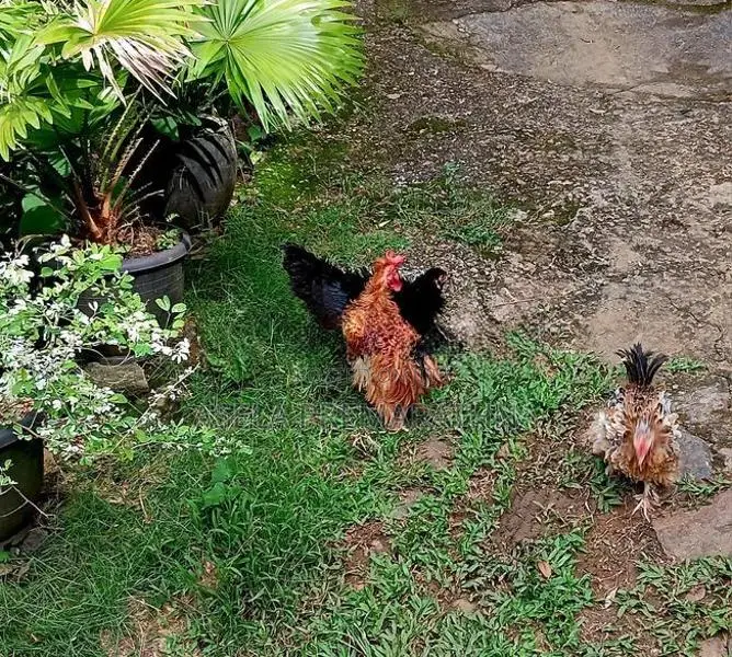 Farm Chicken