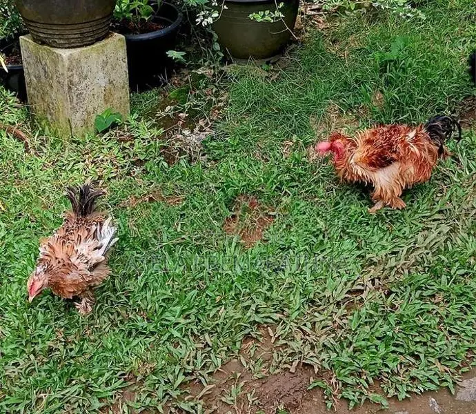 Farm Chicken