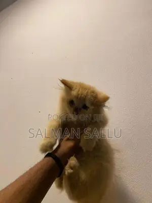 Persian Cat Ginger Female