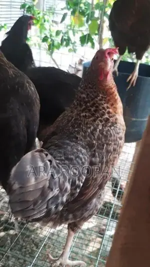 நாட்டு கோழி பேடு சேவல்