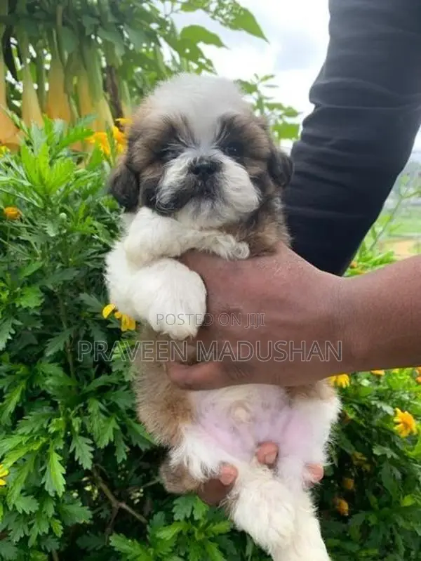 Shihtzu Puppies