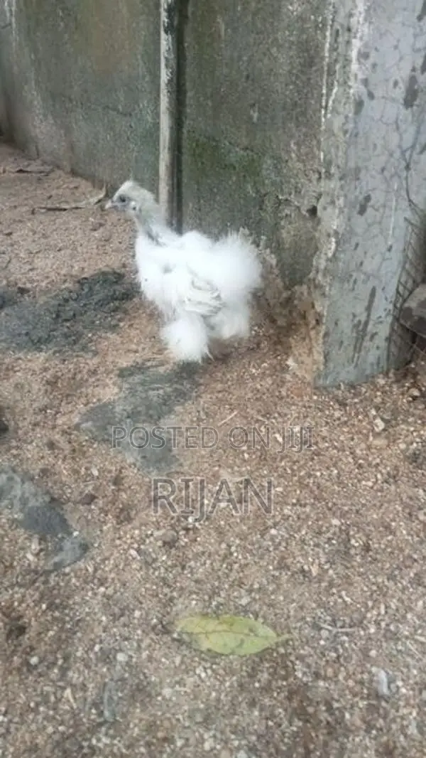 Silkie Chicken