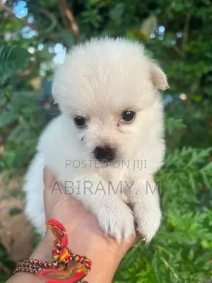 Pomeranian Puppy