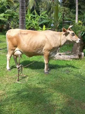 කිරි ගවයින්
