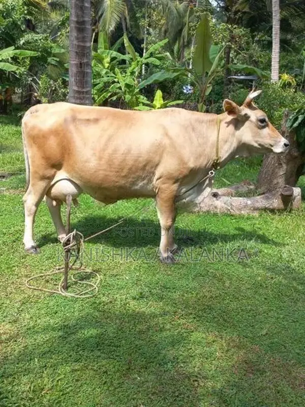 කිරි ගවයින්